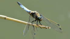 Blaugrüne Mosaikjungfer (14).jpg